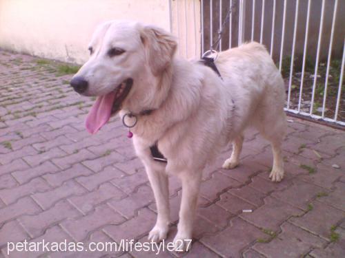 gümüş Dişi Golden Retriever