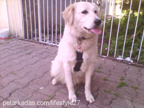 gümüş Dişi Golden Retriever