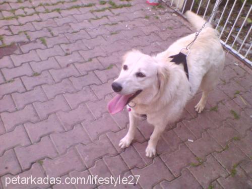 gümüş Dişi Golden Retriever