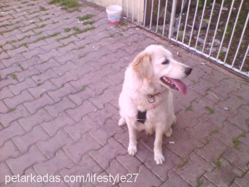 gümüş Dişi Golden Retriever