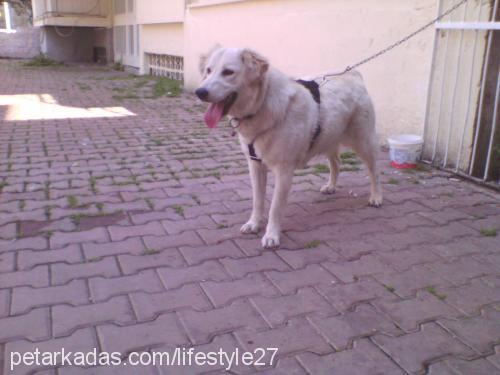 gümüş Dişi Golden Retriever