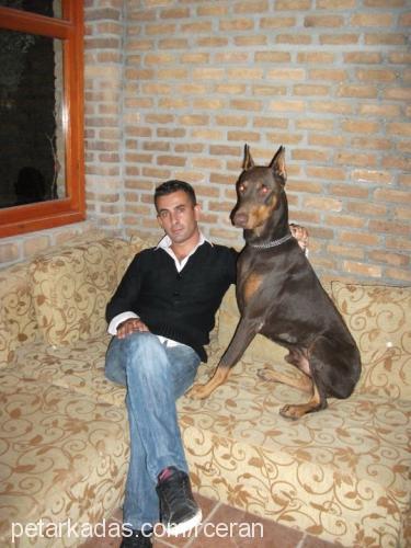 reİs Erkek Doberman Pinscher