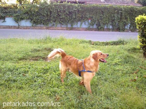 rüzgar Erkek Golden Retriever