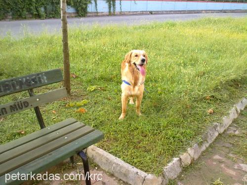 rüzgar Erkek Golden Retriever