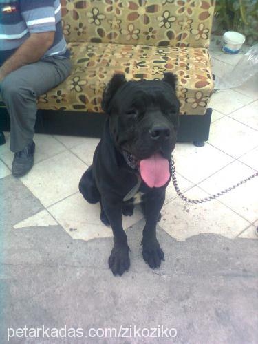 ziko Erkek Cane Corso Italiano