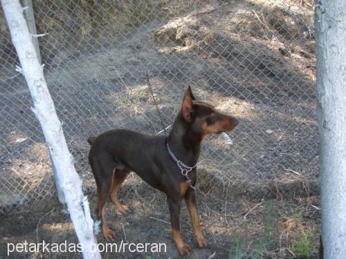 reİs Erkek Doberman Pinscher