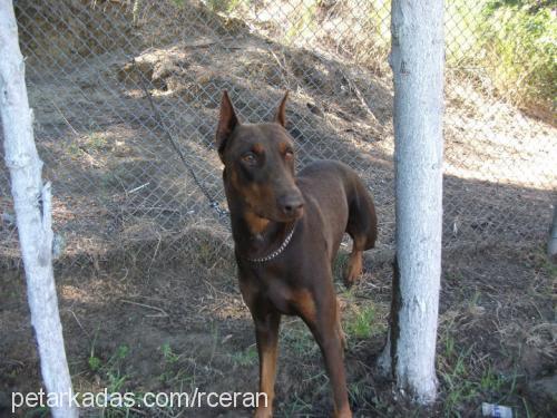 reİs Erkek Doberman Pinscher