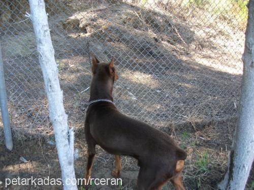 reİs Erkek Doberman Pinscher