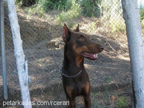 reİs Erkek Doberman Pinscher