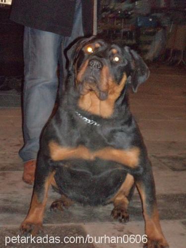 daisyhera Dişi Rottweiler