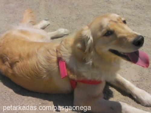 asya Dişi Golden Retriever