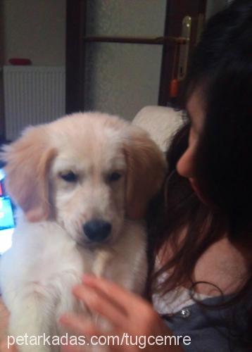 rİta Dişi Golden Retriever