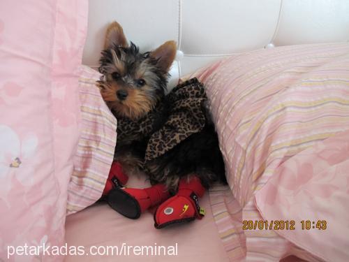 daisy Dişi Yorkshire Terrier