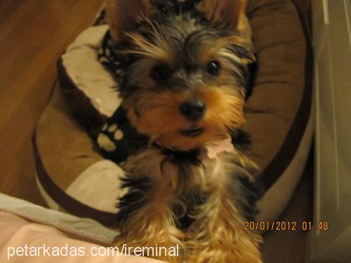 daisy Dişi Yorkshire Terrier