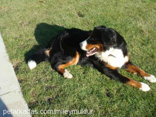 miley Dişi Bernese Dağ Köpeği