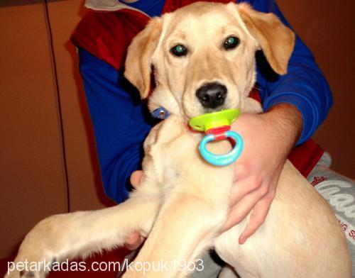 köpük Dişi Labrador Retriever