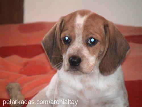 archi Erkek Beagle