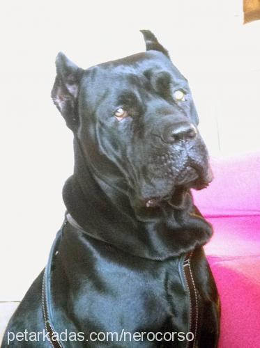 nero Erkek Cane Corso Italiano