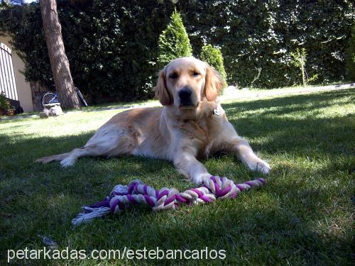 maya Dişi Golden Retriever