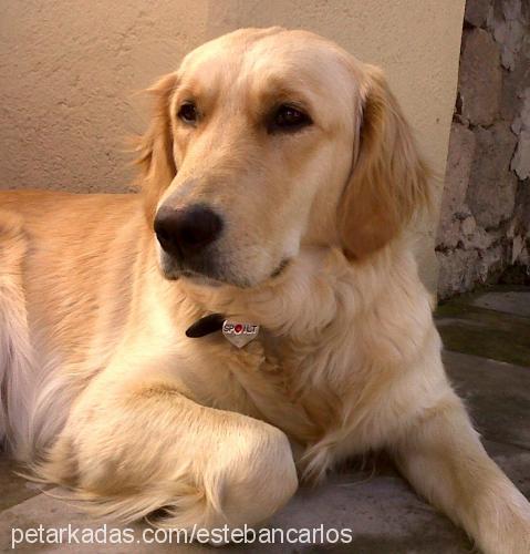 maya Dişi Golden Retriever