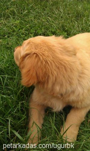 dost Erkek Golden Retriever