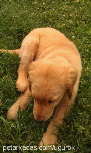 dost Erkek Golden Retriever