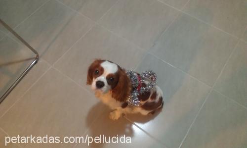 köfte Erkek Cavalier King Charles Spanieli