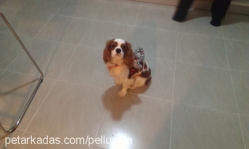 köfte Erkek Cavalier King Charles Spanieli