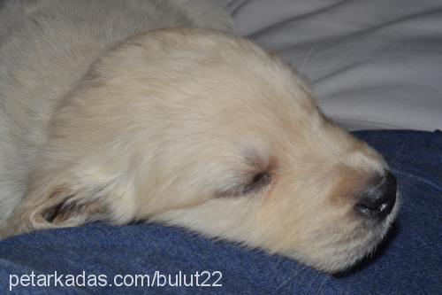 bulut Erkek Golden Retriever