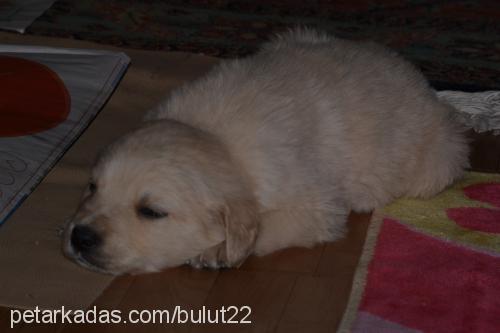 bulut Erkek Golden Retriever