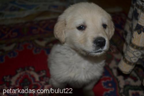 bulut Erkek Golden Retriever