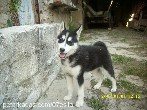 esİlaelya Dişi Alaskan Malamute