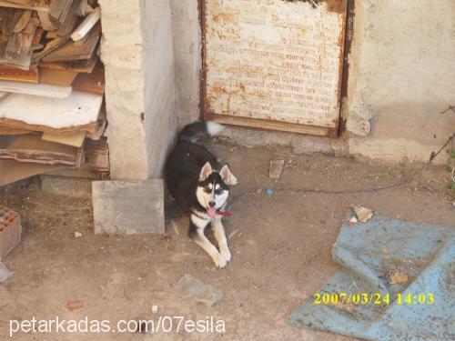 esİlaelya Dişi Alaskan Malamute