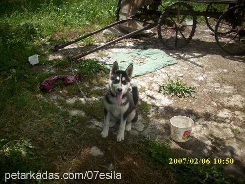 esİlaelya Dişi Alaskan Malamute