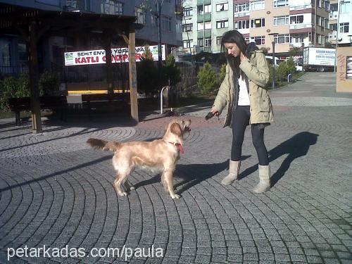 oscar Erkek Cavalier King Charles Spanieli