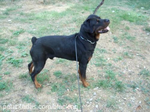 kral Erkek Rottweiler