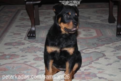 maya Dişi Rottweiler