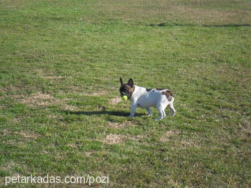 efes Dişi Fransız Bulldog