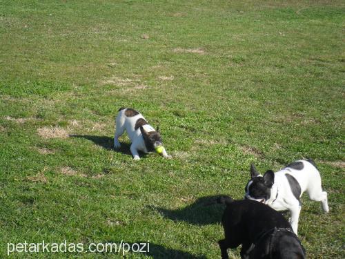 efes Dişi Fransız Bulldog