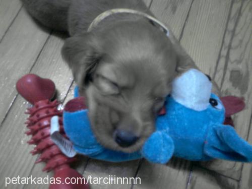 tarÇin Erkek İngiliz Cocker Spaniel