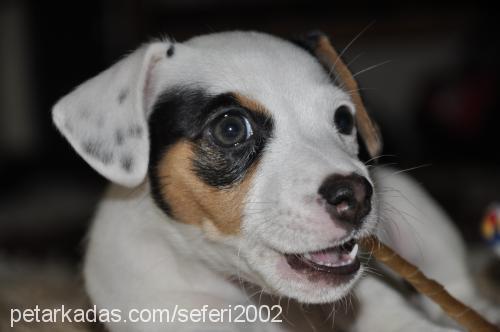 betty Dişi Jack Russell Terrier