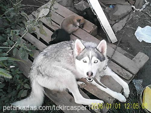 boncukk Dişi Sibirya Kurdu (Husky)