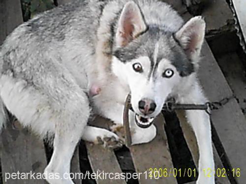 boncukk Dişi Sibirya Kurdu (Husky)