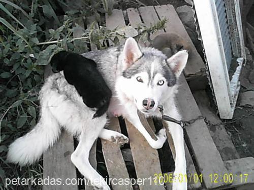 boncukk Dişi Sibirya Kurdu (Husky)