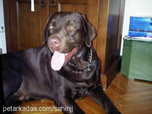 kayıplabrador Erkek Labrador Retriever