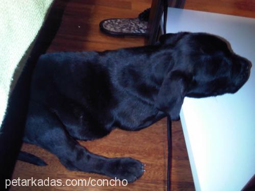 concho Erkek Cane Corso Italiano