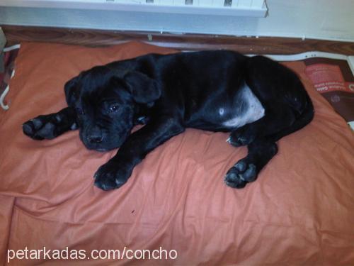 concho Erkek Cane Corso Italiano