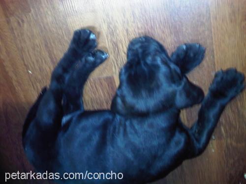 concho Erkek Cane Corso Italiano