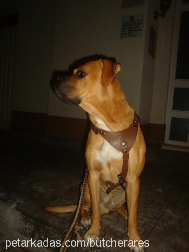 ares Erkek Boxer