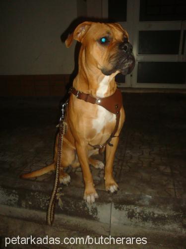 ares Erkek Boxer